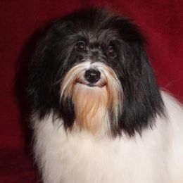 Cotons de Tulear and Dutch Shepherds from Early Bird Kennels