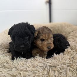 Black colored male - Black male Lakeland Terrier puppy in Marshallville, Ohio from Anne's Pups