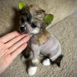 Goldie- Hairy Hairless Girl - Slate female Chinese Crested puppy in Tomball, Texas from Gracieux Chinese Cresteds