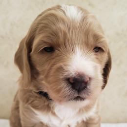 Goldendoodle Puppies from Golden Law Kennels