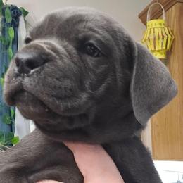 Blue Collar - Gray male Cane Corso puppy in Lewistown, Montana from Corsi Amore Kennels