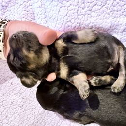 Oakley (already sold) - Black and tan male Dachshund puppy in Covington, Louisiana from 6K Kennels