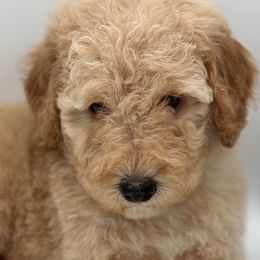 Bari - Poodle puppy from Lavishly Loved Pets LLC