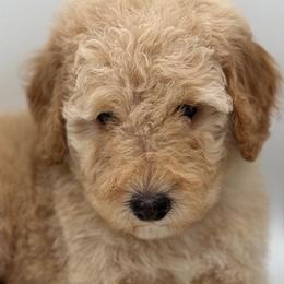 Bari - Poodle puppy from Lavishly Loved Pets LLC