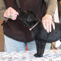 Boy 1 - Black male Labrador Retriever puppy in Swampscott, Massachusetts from Mullaghmore Labradors