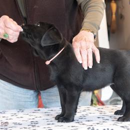 Boy 1 - Black male Labrador Retriever puppy in Swampscott, Massachusetts from Mullaghmore Labradors