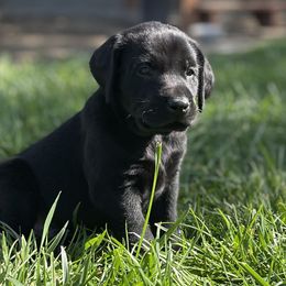 Freddy - Black male Labrador Retriever puppy in Winnemucca, Nevada from Oakley's Mountain View Kennel