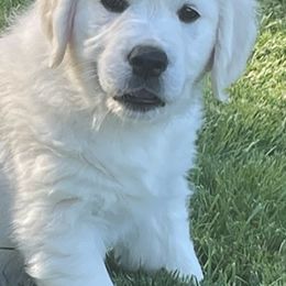 Golden Retrievers from Golden Retrievers of GwynEira