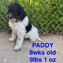 Cockapoo and Goldendoodle Puppies from Diva’s Darling Doodles