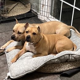American Staffordshire Terriers and Boerboels from Brooke Wood's Boerboel and American Staffordshire Terriers