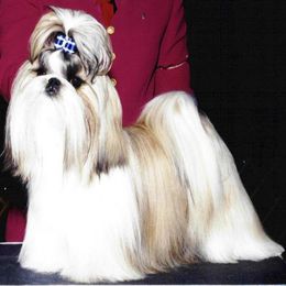 Shih Tzus from Sing-Yu Shih Tzu