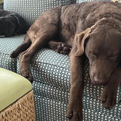 Chesapeake Bay Retriever Puppies from Rebecca's Chesapeake Bay Retrievers