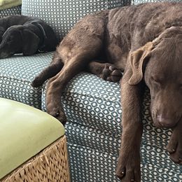 Chesapeake Bay Retriever Puppies from Rebecca's Chesapeake Bay Retrievers