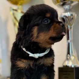 Gray - Black and mahogany female Rottweiler puppy in Kissimmee, Florida from Macht Haus Rottweilers