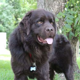 Angus - Newfoundland