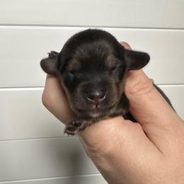 Girl 1 - Black and cream female Dachshund puppy in Wolf Lake, Indiana from Canisteo Dachshunds