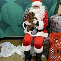 Dachshund Puppies from Witchy Woman’s Wiener’s