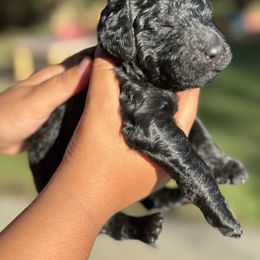 Silent Night - Black male Poodle puppy in Corona, California from Garden Of Poodles