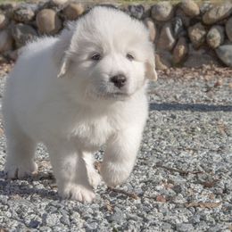 Great Pyrenees Puppies from Kings River Great Pyrenees