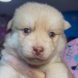 Chip - Merle male Pomsky puppy in Spring Hill, Florida from PDQ Pomskies