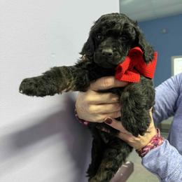 Red boy - Phantom male Poodle puppy in Edgerton, Wisconsin from ERSA Acres Golden Retrievers...limited registration only offered, AKC Moyen and Miniature Poodles