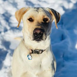 Labrador Retriever All Grown Up from Lone Star Texas Retrievers