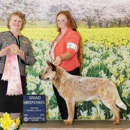 Durbin - Australian Cattle Dog