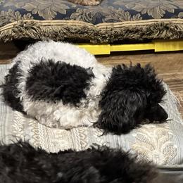 Laurel - Poodle