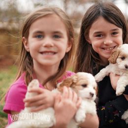 Assorted Doodle Crosses, Bichon Frise, Cavapoo, Goldendoodle, Labradoodle, and Schnoodle Puppies from Kingdom Bound By Design