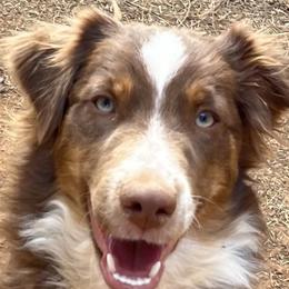 Rowan - Miniature Australian Shepherd