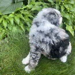 Bernedoodle Puppies from Lovey Dovey Bernedoodles
