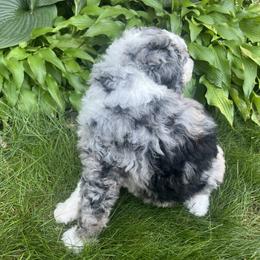 Bernedoodle Puppies from Lovey Dovey Bernedoodles