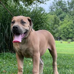 MIKASA - Fawn female Boerboel puppy in Pennsylvania from Cold River Boerboels