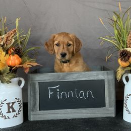 Golden Retriever Puppies from KP Golden Retrievers