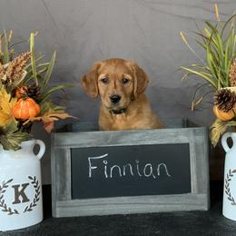 Golden Retriever Puppies from KP Golden Retrievers
