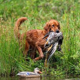 The Heart of Floyd Ranch Field Goldens - Golden Retriever