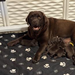 Mocha Labradors - Chocolate female Labrador Retriever puppy in Central City, Nebraska from MochaLabradors