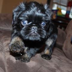 Girl 1 - Black and tan female Brussels Griffon puppy in Huntsville, Alabama from Tammy's Brussels