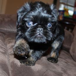 Girl 1 - Black and tan female Brussels Griffon puppy in Huntsville, Alabama from Tammy's Brussels