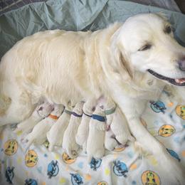 Golden Retriever puppies from Puppy Love, Hall's Goldens