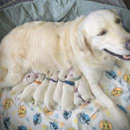 Golden Retriever puppies from Puppy Love, Hall's Goldens