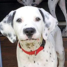 Dalmatians from Buttonridge Dalmatians