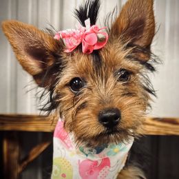 Yorkshire Terrier All Grown Up from Sweet Georgia Yorkies