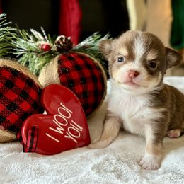 Chihuahua Puppies from Sunset Eves Chihuahuas