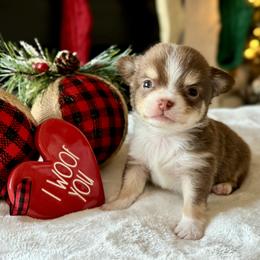 Chihuahua Puppies from Sunset Eves Chihuahuas