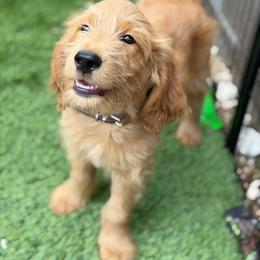 Burberry - Apricot male Goldendoodle puppy in Las Vegas, Nevada from Puppies of the West