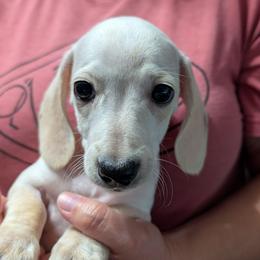3 Freckles - Piebald male Dachshund puppy in Central Point, Oregon from MRS Long Dog Ranch