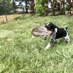 French Brittany Puppies from Swift Family Farm, LLC