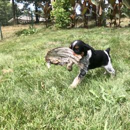 French Brittany Puppies from Swift Family Farm, LLC