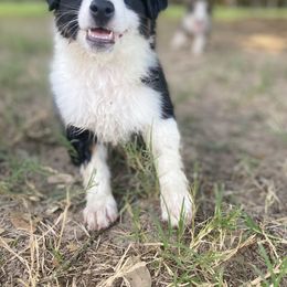 Miniature Australian Shepherd Puppies from Akasta Aussies
